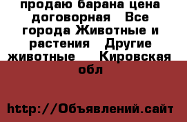 продаю барана цена договорная - Все города Животные и растения » Другие животные   . Кировская обл.